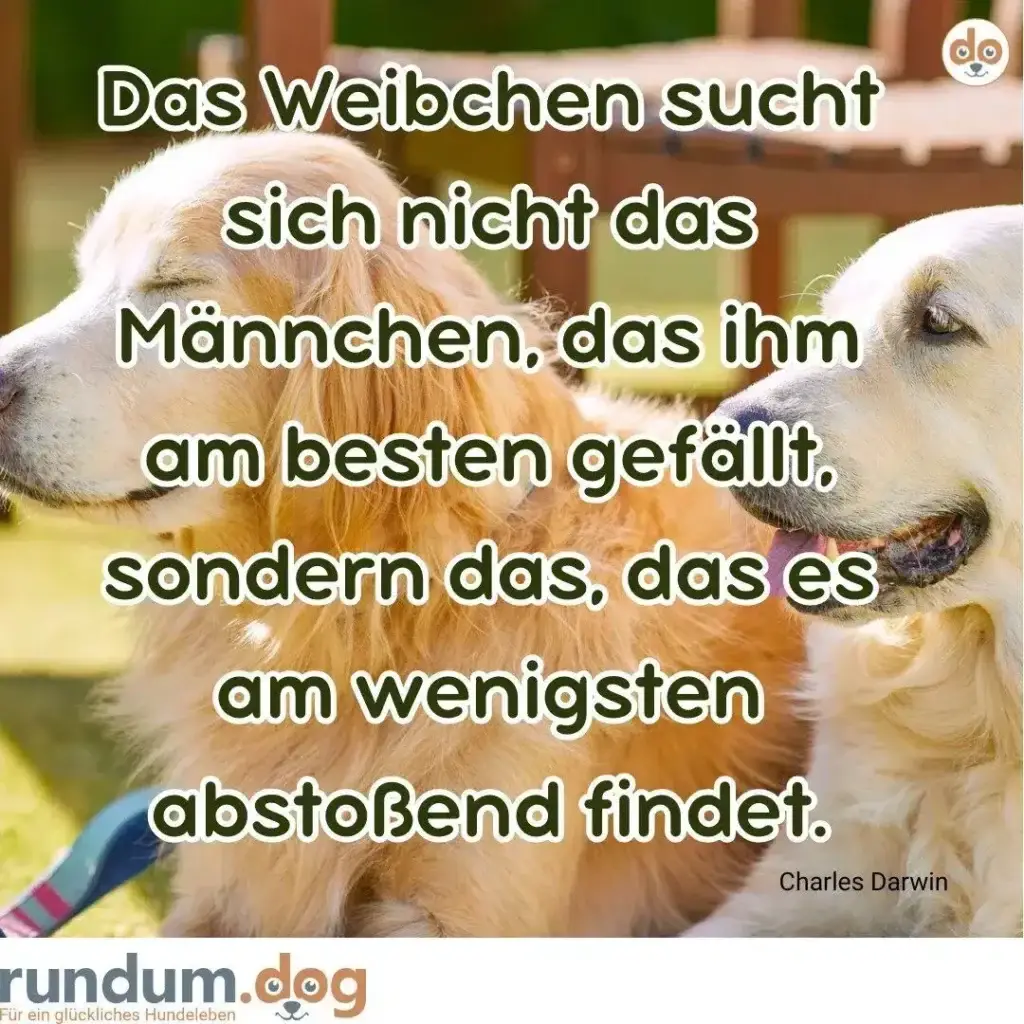 Zwei Golden Retriever sitzen sich gegenüber, einer schaut nach links, der andere nach rechts