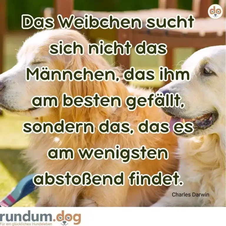 Zwei Golden Retriever sitzen sich gegenüber, einer schaut nach links, der andere nach rechts