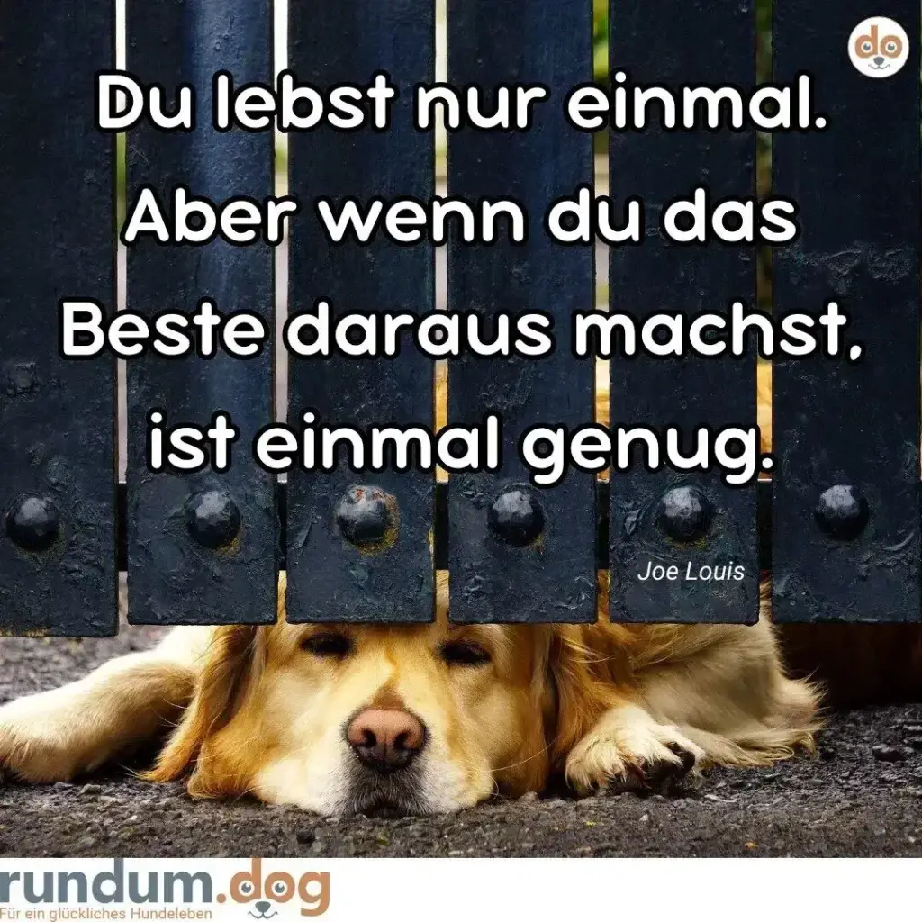Golden Retriever liegt entspannt vor dunklem Zaun mit Metallbolzen, schaut direkt in die Kamera