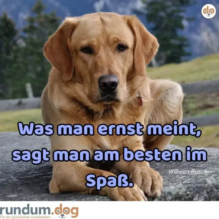 Hellbrauner Labrador sitzt auf grauem Stein vor bergiger Landschaft mit Nadelbäumen, blickt direkt in die Kamera