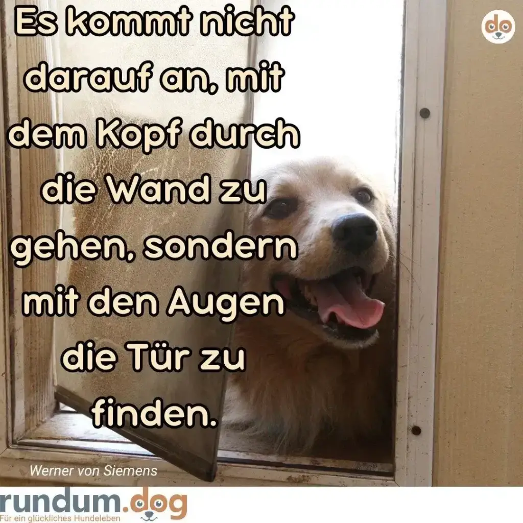 Hund schaut aus angelehnter Holztür, Zunge hängt heraus, blickt direkt in Kamera