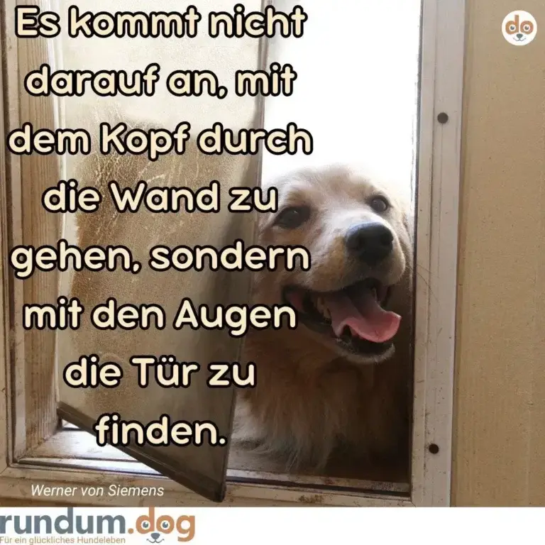Hund schaut aus angelehnter Holztür, Zunge hängt heraus, blickt direkt in Kamera