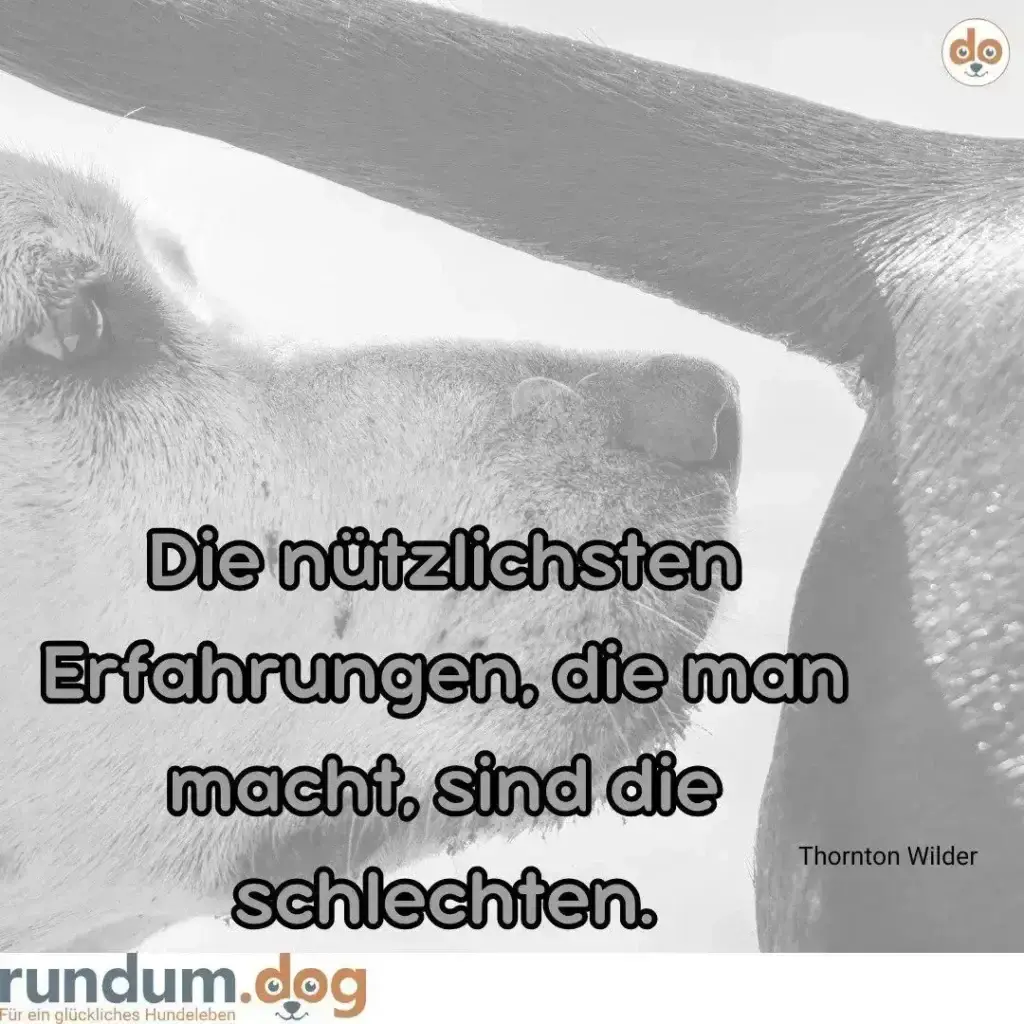 Schwarz-Weiss-Foto zweier Hunde von unten fotografiert, die sich anschauen