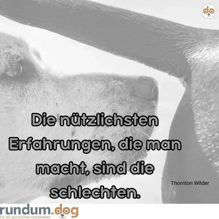 Schwarz-Weiss-Foto zweier Hunde von unten fotografiert, die sich anschauen