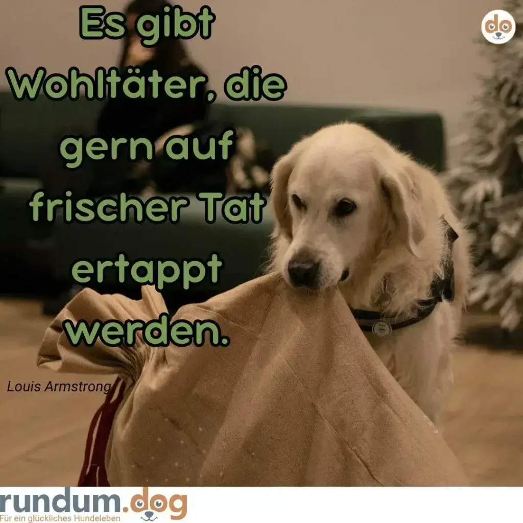 Hellgelber Labrador in braunem Mantel sitzt draussen, schaut in die Kamera. Text: Es gibt Wohltäter, die gern auf frischer Tat ertappt werden.