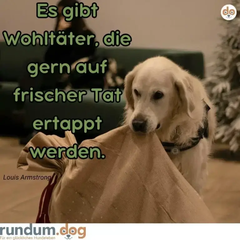 Hellgelber Labrador in braunem Mantel sitzt draussen, schaut in die Kamera. Text: Es gibt Wohltäter, die gern auf frischer Tat ertappt werden.