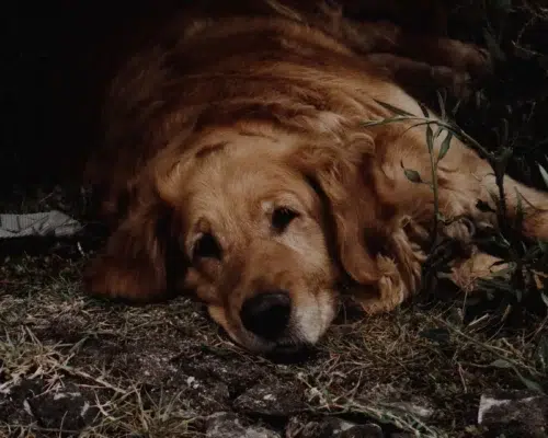 Alter Goldie liegt traurig am Boden