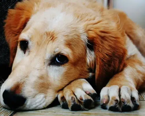 Alter Hund auf Boden