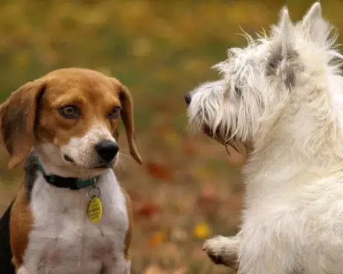 Beagle und Zwergschnauzer