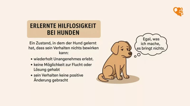 Erlernte Hilflosigkeit bei Hunden