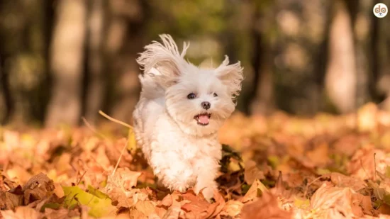 Glücklicher Maltheser im Wald