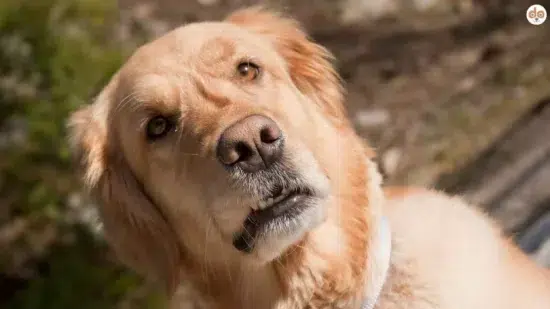 Golden Retriver schaut fragend