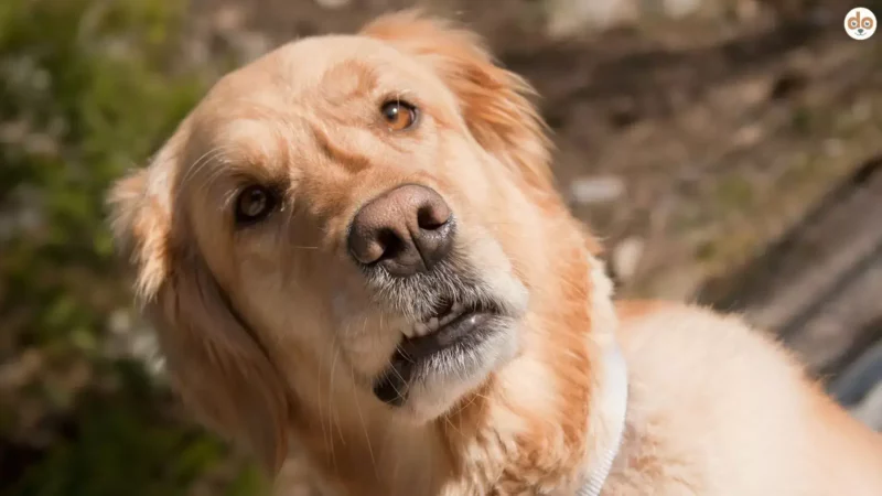Umweltwahrnehmung beim Hund: Sinne, Forschung & Praxis-Tipps