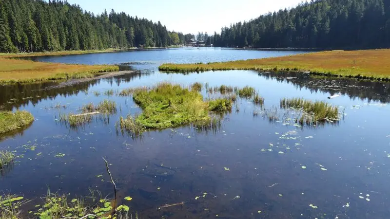 Großer Arbersee: flacher Seerundweg im Naturschutzgebiet - grosser arbersee arber