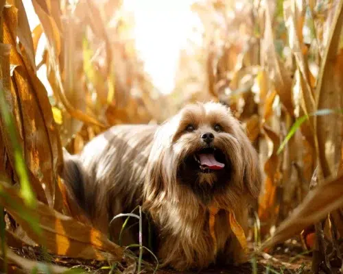 Hund in Getreidefeld Maisfeld