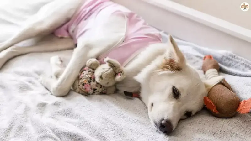 Sind kastrierte Hunde anders? – Fakten & neue Studien