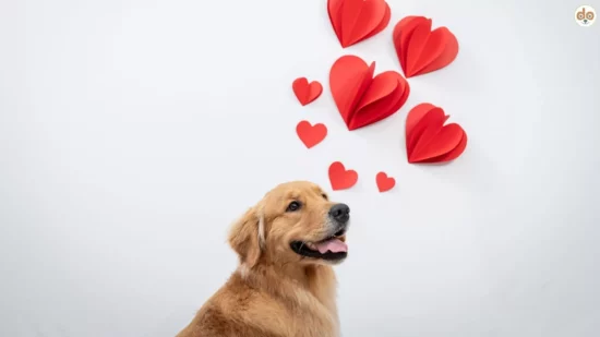 Hund mit Liebe in den Gedanken