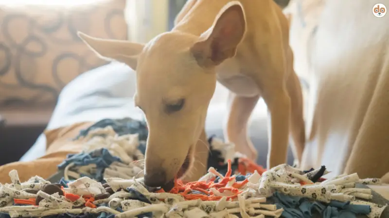 Nasenarbeit für Hunde – Die unterschätzte Superpower