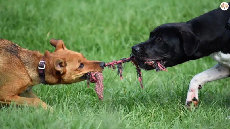 Ressourcenverteidigung beim Hund