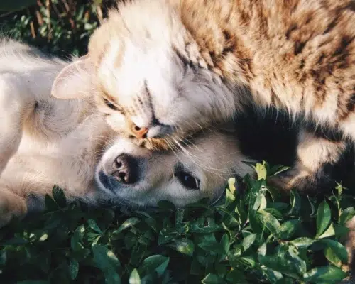 Tiere als Sachen oder fühlende Wesen Gesetzeslage
