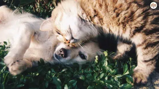 Tiere als Sachen oder fühlende Wesen Gesetzeslage