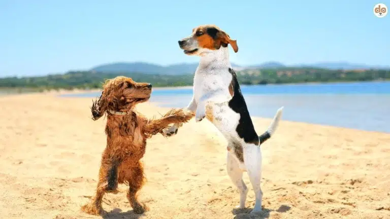 Zwei Hunde am Strand