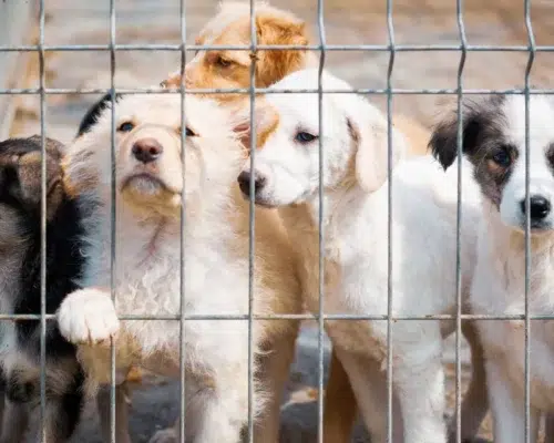 Hunde im Shelter