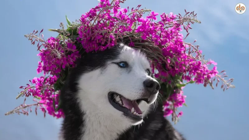 Nepals Hundetag „Kukur Tihar“: Tradition, Tika und Leckereien
