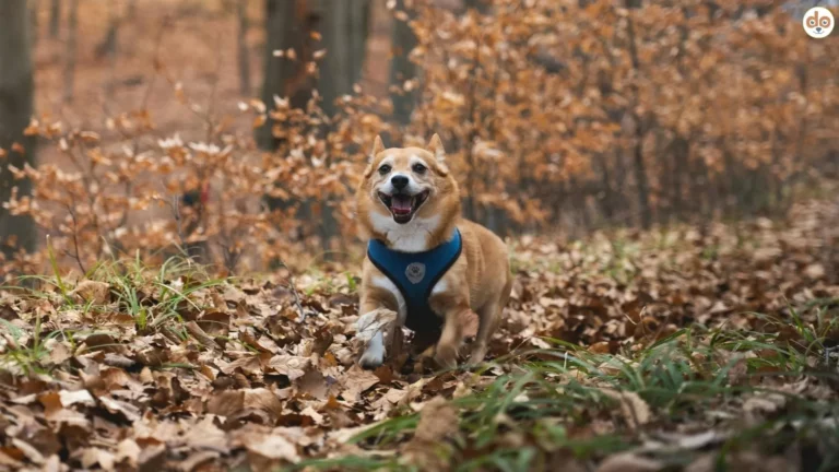 Kleiner Hund rennt im Wald