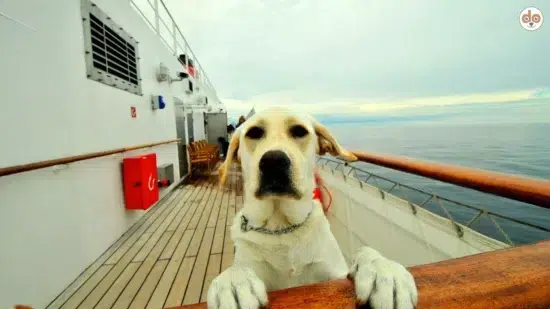 Labrador Retriever auf Kreuzfahrtschiff