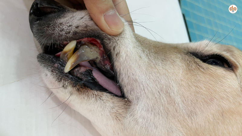 Zahnerkrankungen beim Hund: Parodontitis