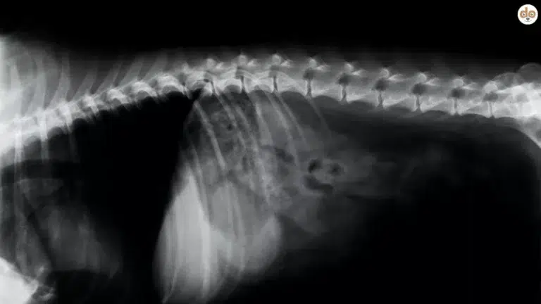 Röntgenbild Wirbelsäule des Hundes