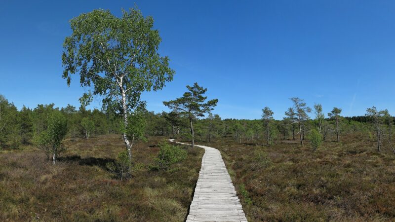 Schwarzes Moor in der Rhön: Bohlenweg durchs Hochmoor