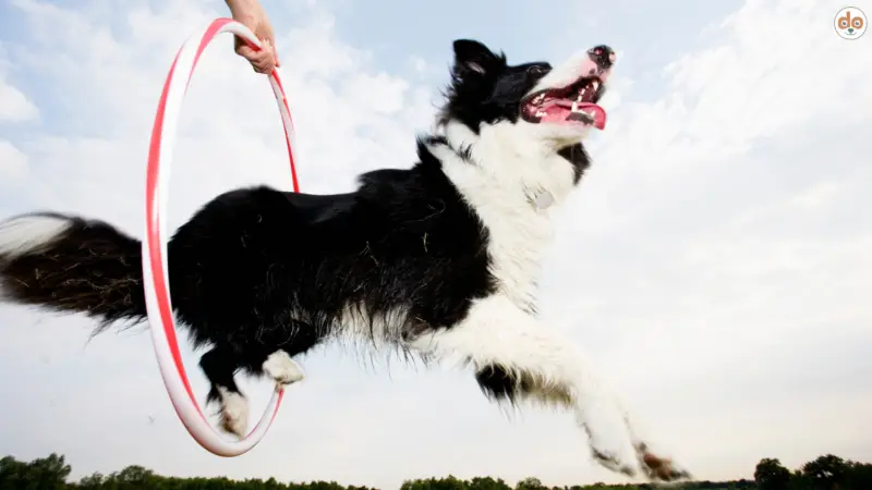 Tricktraining für Hunde: Lernen & Bindung