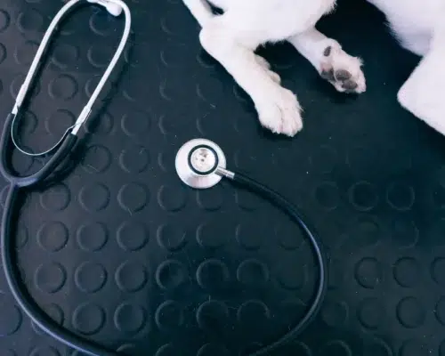 Krebsrisiko bei Hunden