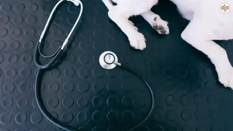 Krebsrisiko bei Hunden: Alter, Rasse und Lebensstil im Blick