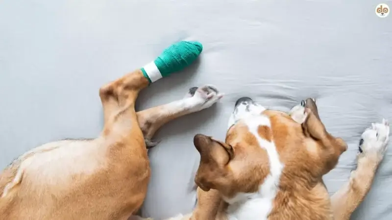 Erste-Hilfe-Kurs für Hunde anbieten: Was du beachten musst