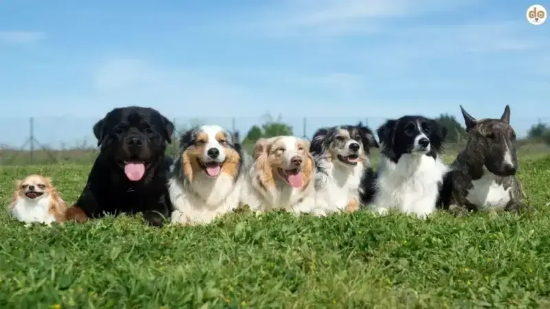 Wie entstand der Hund?