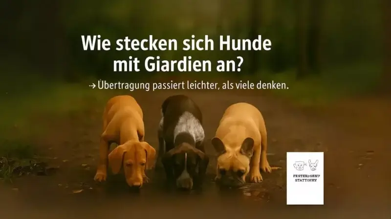 Wie stecken sich Hunde mit Giardien an