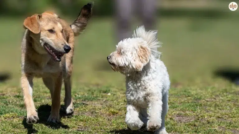 Zwei Hunde laufen nebeneinander