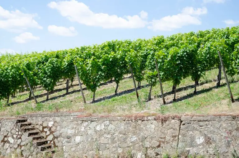 Mosel – Weinpfad und Bernkastel-Kues