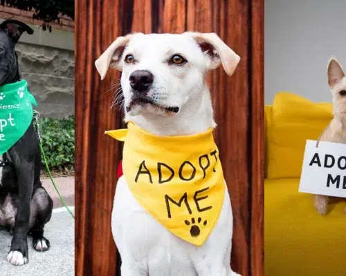 adopt me compilation drei hunde Tierheimhunde Adoption Compilation drei verschiedene Hunderassen