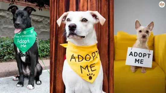 Tierheimhunde Adoption Compilation drei verschiedene Hunderassen