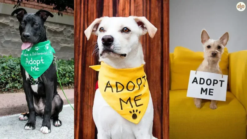 Warum (nicht) aus dem Tierheim adoptieren? Pro- und Contra-Fakten aus der MARS-Umfrage