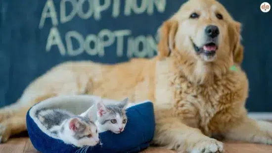 Adoption Golden Retriever mit zwei Katzen in Körbchen