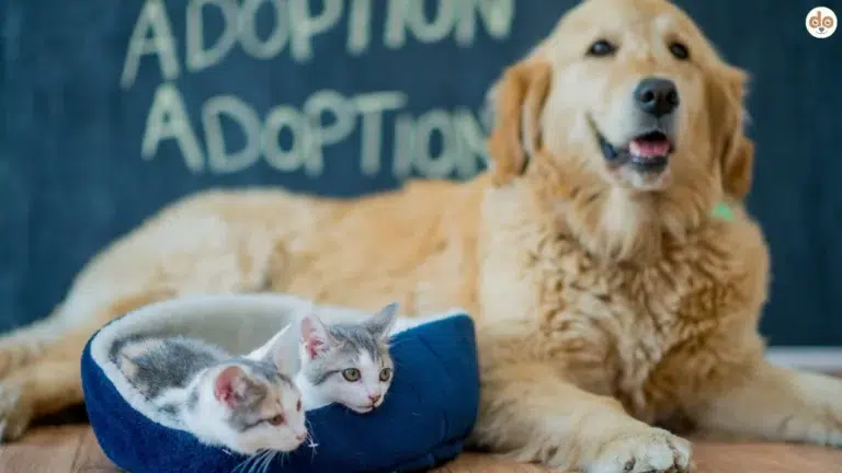 Adoption Golden Retriever mit zwei Katzen in Körbchen