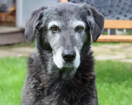 Alter Hund schaut in Kamera