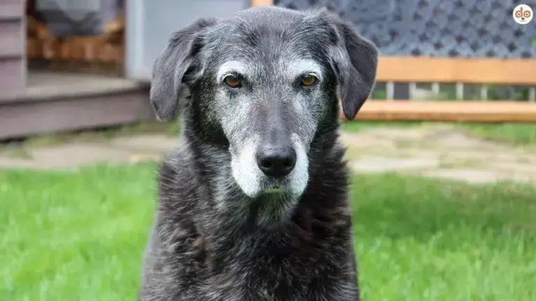 Alter Hund schaut in Kamera