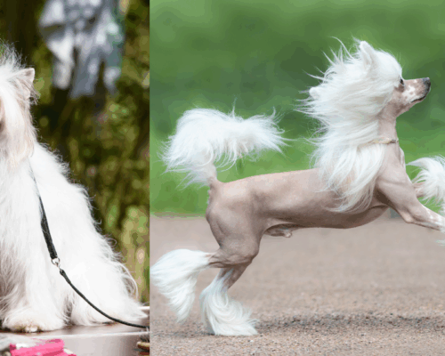 FOXI3 Gen am Beispiel Chinesischer Schopfhund