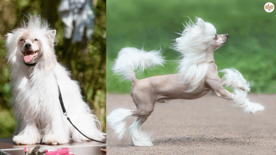 FOXI3 Gen am Beispiel Chinesischer Schopfhund